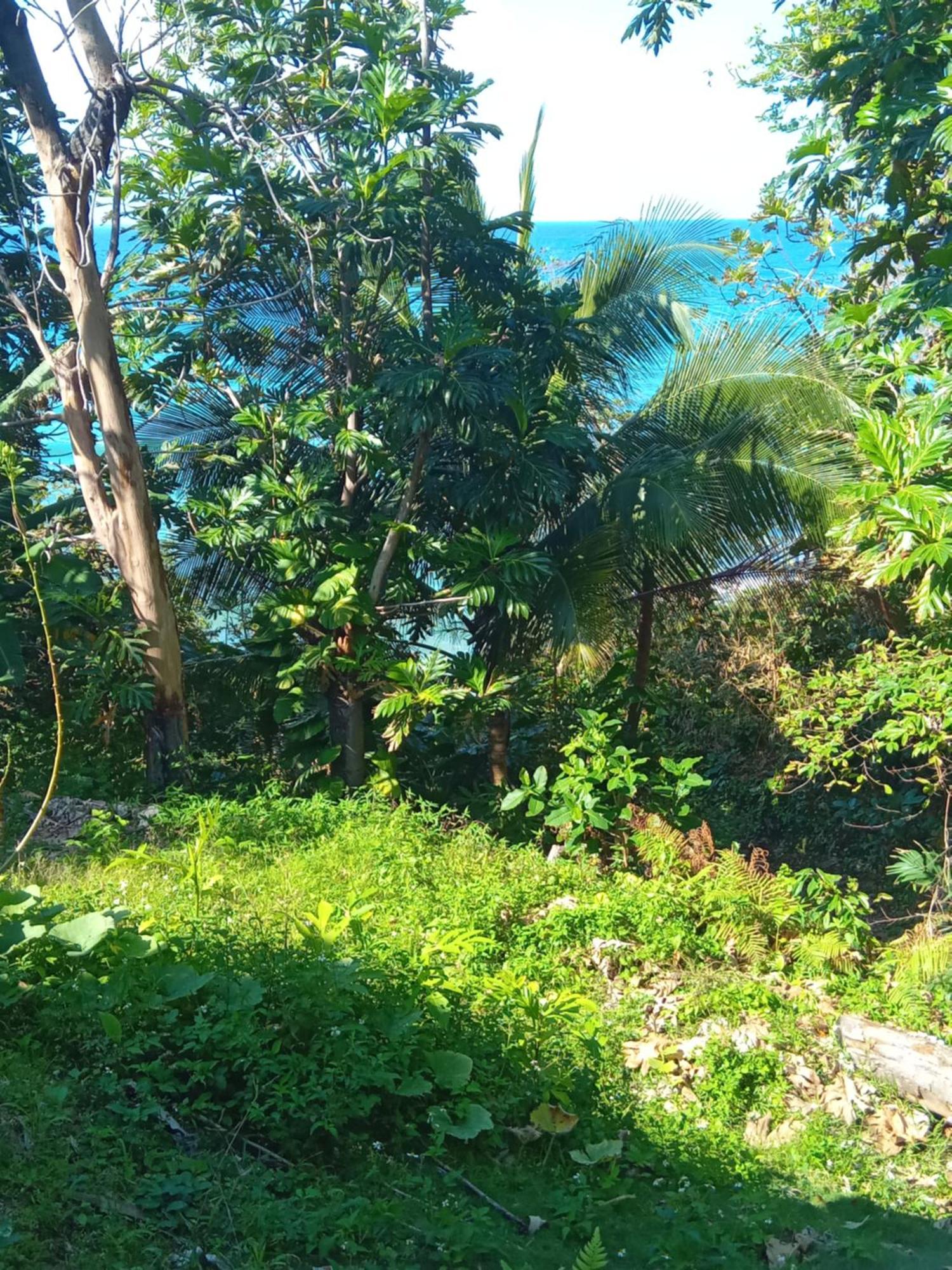 Barracuda Beach Ξενοδοχείο Πορτ Αντόνιο Εξωτερικό φωτογραφία