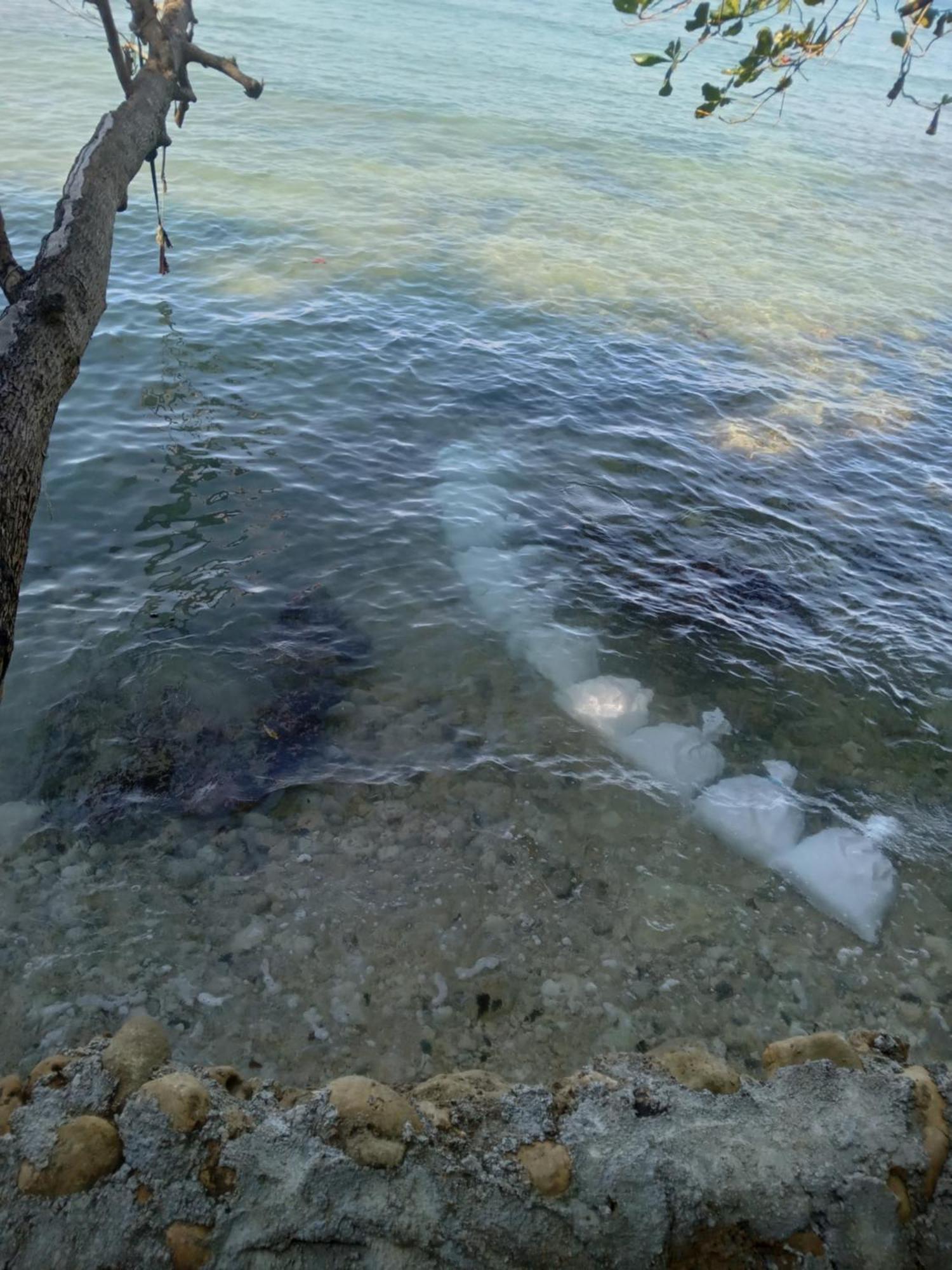 Barracuda Beach Ξενοδοχείο Πορτ Αντόνιο Εξωτερικό φωτογραφία